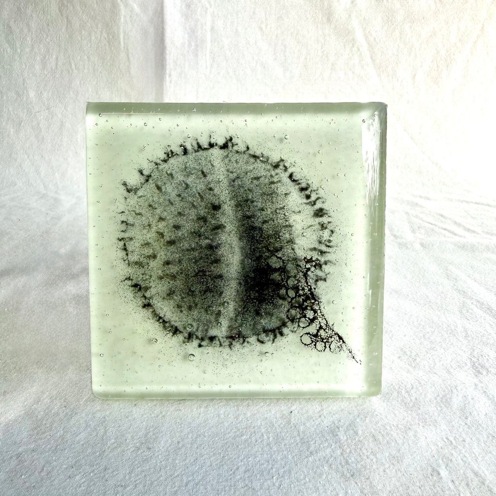 Belinda Kay - Encased Seedpod
