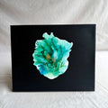 Belinda Kay - Garden Glimpses 5